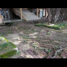 Regenbäume wären auch keine Lösung gegen die Wurzelschäden auf den deutschen Fahrradwegen